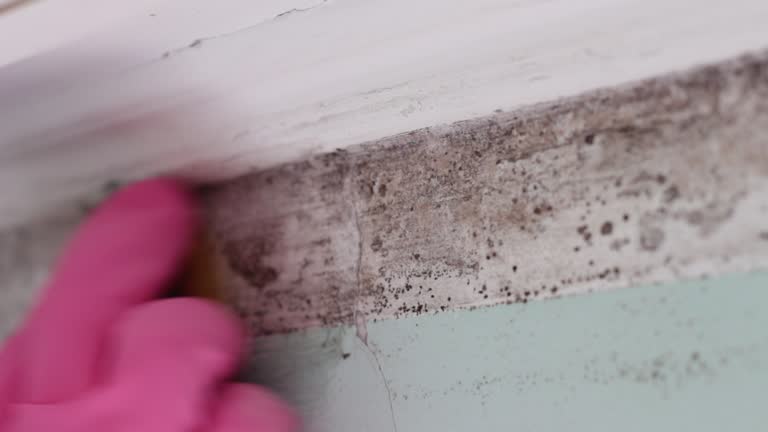 Best Black Mold Removal  in Mineral Wells, TX